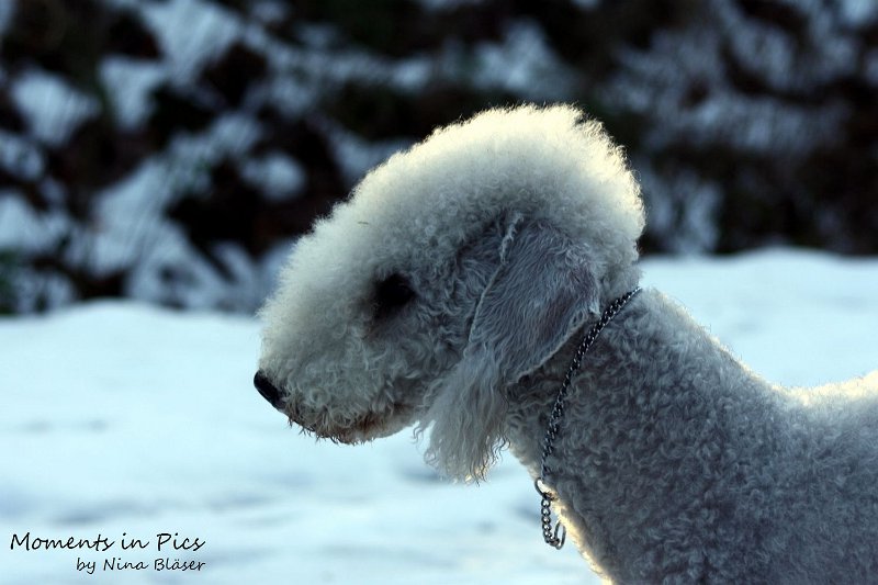 Airis Blue Volshebny Svet 2009-12-26 (24).JPG